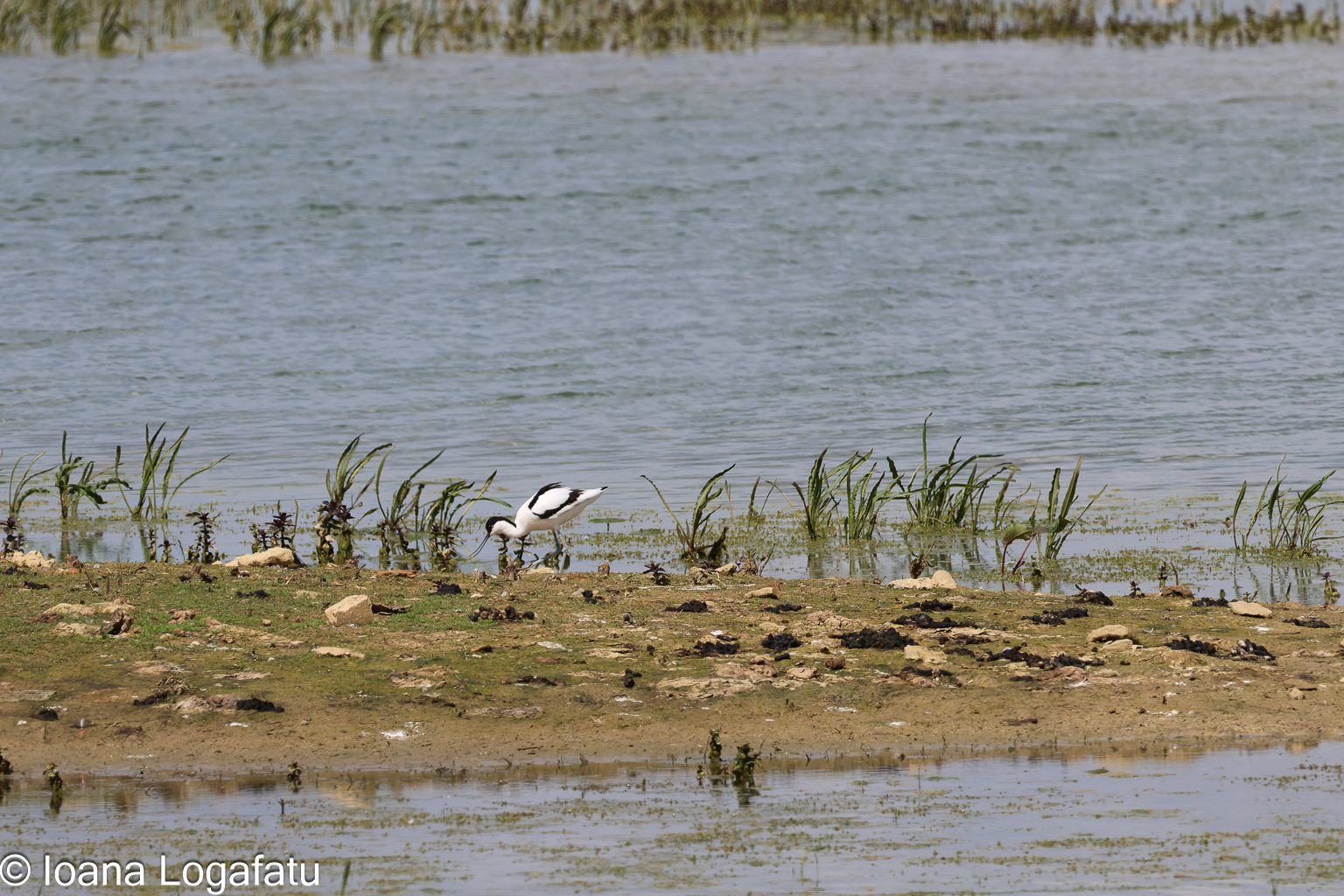 Elegant bird searching for food near water's edge